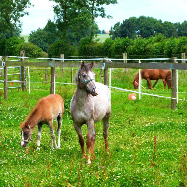 Gite Et Relais Equestre De Marie Tours-en-Vimeu Zewnętrze zdjęcie