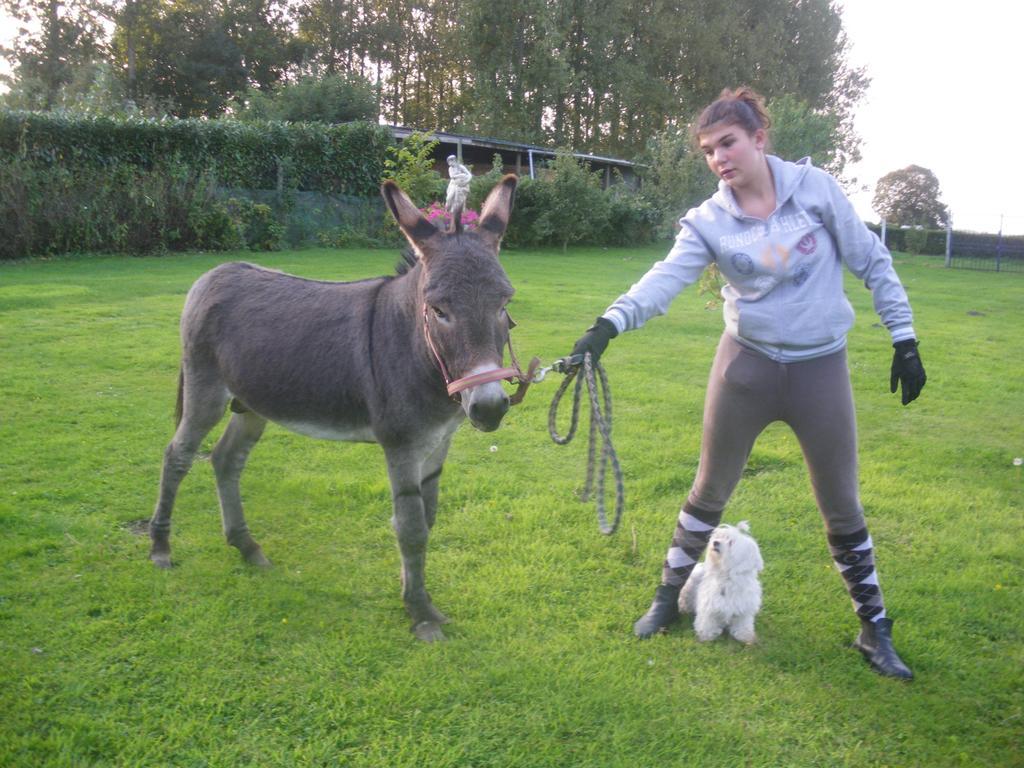 Gite Et Relais Equestre De Marie Tours-en-Vimeu Zewnętrze zdjęcie