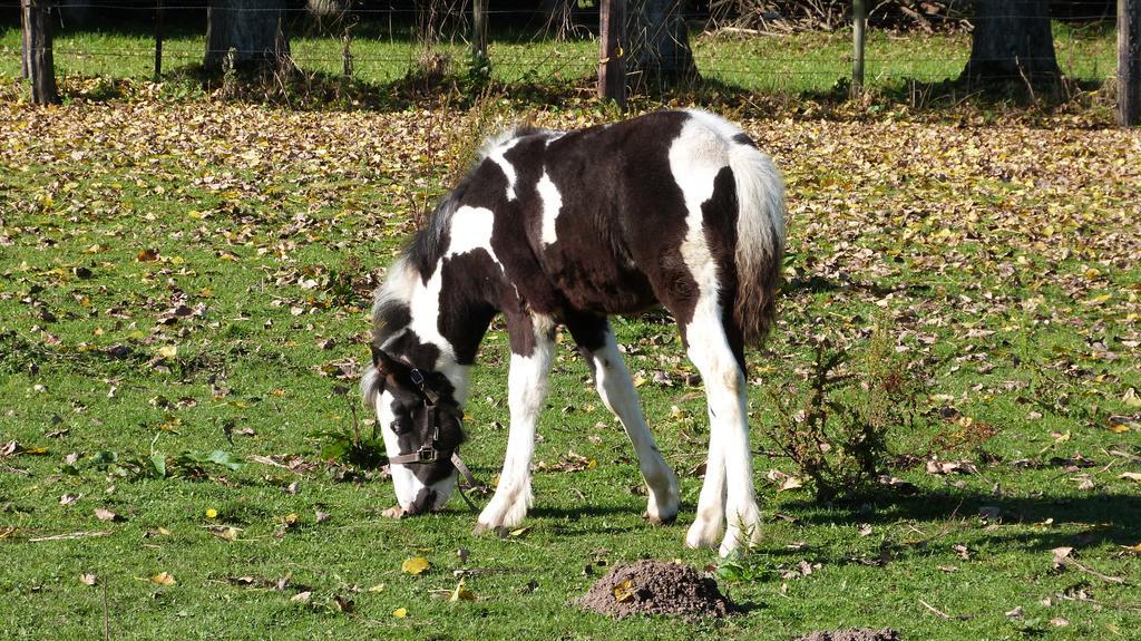 Gite Et Relais Equestre De Marie Tours-en-Vimeu Zewnętrze zdjęcie