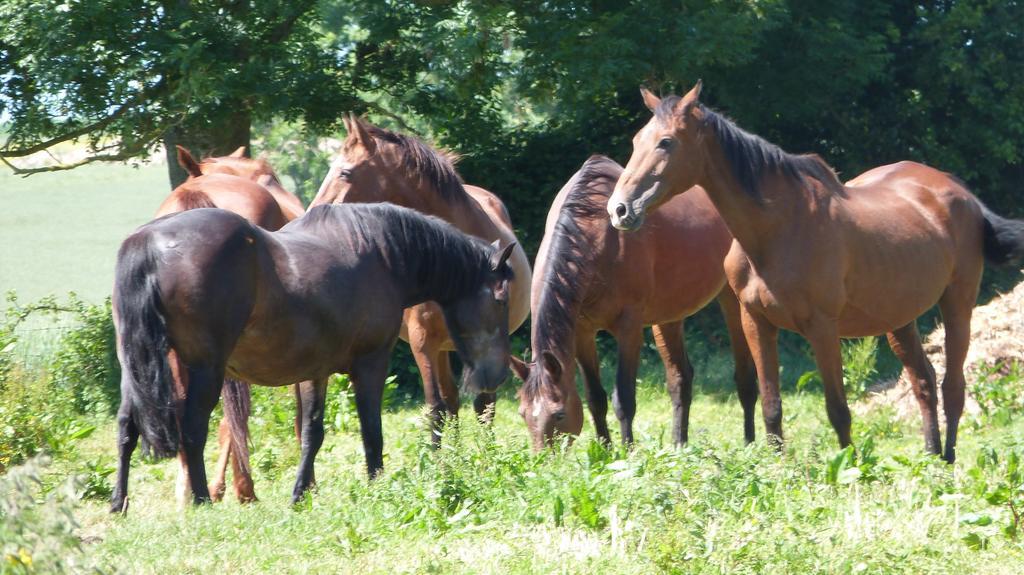 Gite Et Relais Equestre De Marie Tours-en-Vimeu Pokój zdjęcie