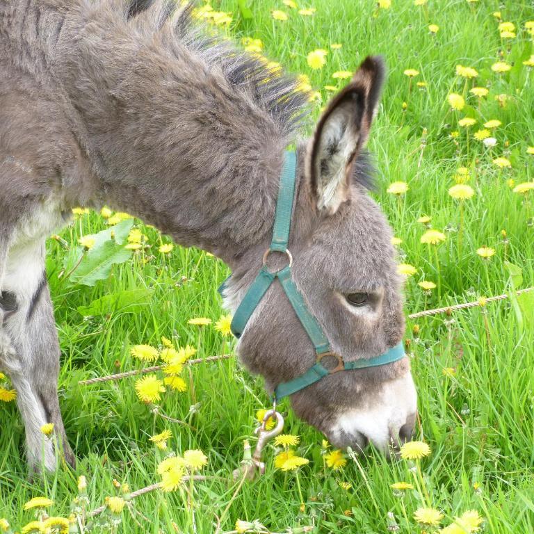 Gite Et Relais Equestre De Marie Tours-en-Vimeu Zewnętrze zdjęcie