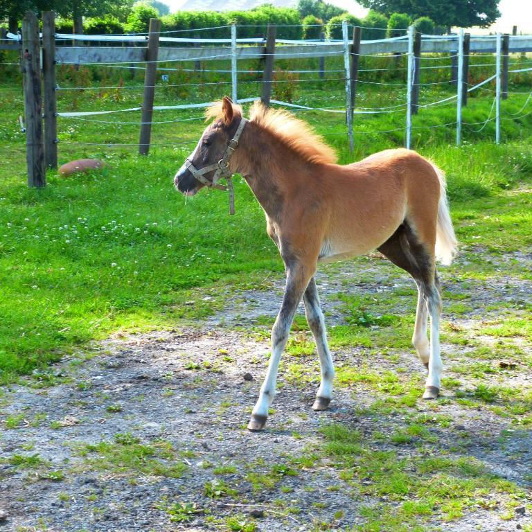 Gite Et Relais Equestre De Marie Tours-en-Vimeu Zewnętrze zdjęcie