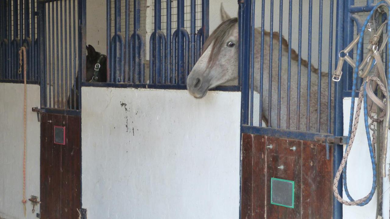 Gite Et Relais Equestre De Marie Tours-en-Vimeu Zewnętrze zdjęcie
